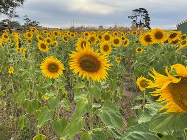 Located in the Adelaide Hills, Atkins FarmIt all started when we planted a paddock of sunflowers in late 2021. Currently...