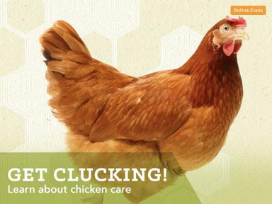 Get Clucking! Learn to care for your new pets