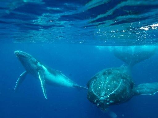 Whale Super Highway is a visually stunning documentary and immersive full-dome experience. A breath-taking journey from ...